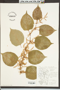 Reynoutria japonica image