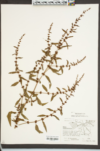 Rumex conglomeratus image