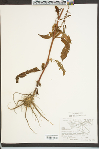 Rumex conglomeratus image