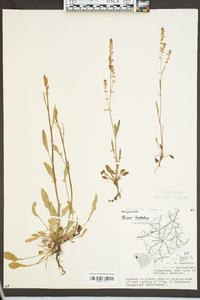 Rumex hastatulus image