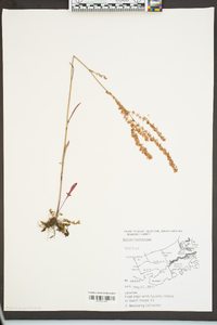 Rumex hastatulus image