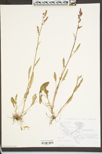 Rumex hastatulus image