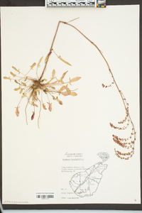 Rumex hastatulus image