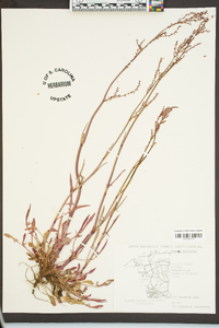 Rumex hastatulus image