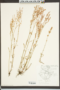 Rumex hastatulus image