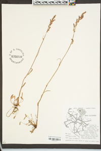 Rumex hastatulus image