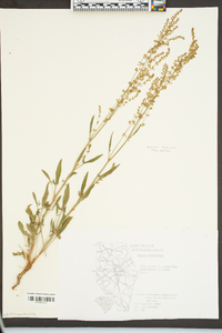 Rumex hastatulus image