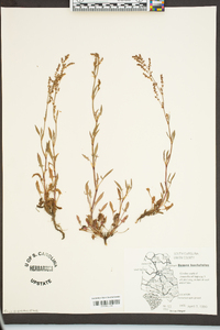 Rumex hastatulus image