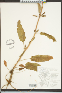 Rumex pulcher image