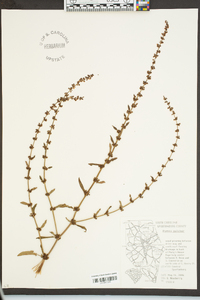 Rumex pulcher image