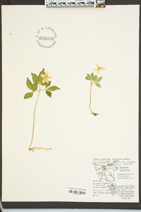 Anemone lancifolia image