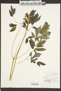 Caulophyllum thalictroides image