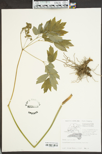 Caulophyllum thalictroides image