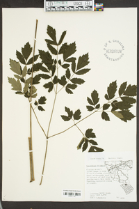 Actaea racemosa image