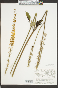 Actaea racemosa image