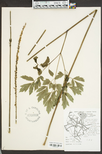 Actaea racemosa image