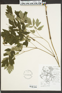 Actaea racemosa image