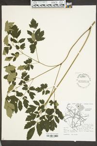 Actaea racemosa image