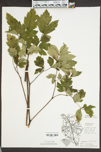 Actaea racemosa image