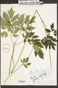 Actaea racemosa image