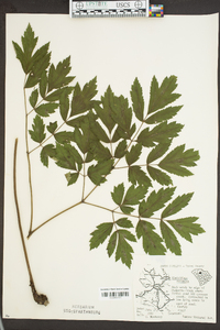 Actaea racemosa image