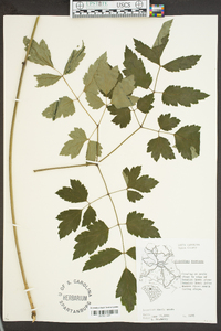 Actaea racemosa image