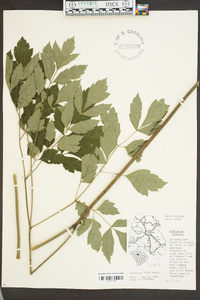 Actaea racemosa image