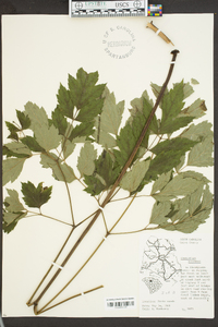 Actaea racemosa image