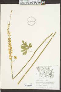 Actaea racemosa image