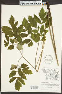 Actaea racemosa image