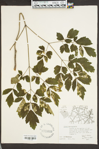 Actaea racemosa image