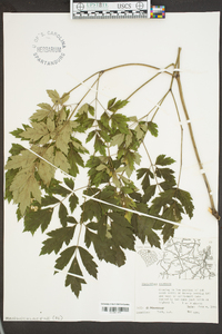 Actaea racemosa image