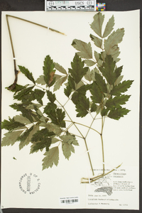 Actaea racemosa image