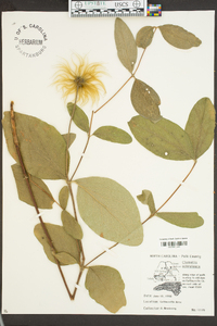 Clematis ochroleuca image