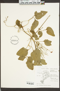 Clematis terniflora image