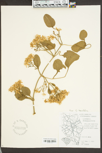 Clematis terniflora image