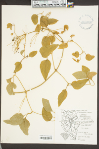 Clematis terniflora image