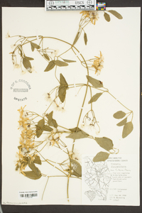 Clematis terniflora image