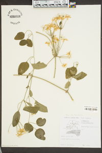 Clematis terniflora image