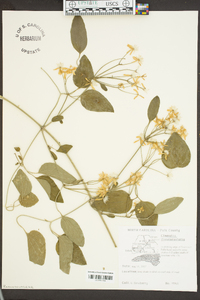 Clematis terniflora image