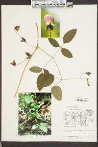 Clematis viorna image