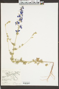 Delphinium ajacis image