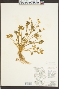 Ranunculus acris image