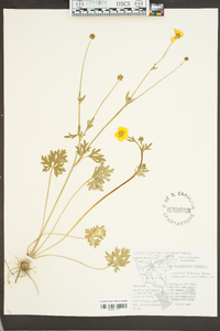 Ranunculus bulbosus image