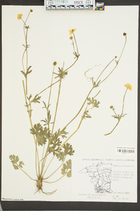 Ranunculus bulbosus image