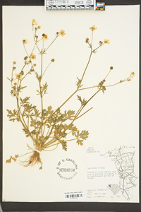 Ranunculus bulbosus image