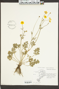 Ranunculus bulbosus image