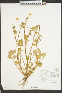 Ranunculus bulbosus image