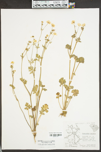 Ranunculus bulbosus image