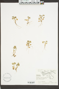 Ranunculus parviflorus image